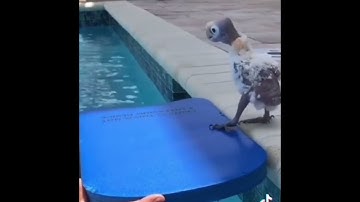 Bird swimming floaties voiceover