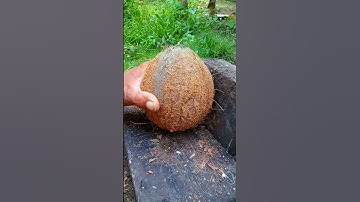 Cool tool removing coconut from its shell