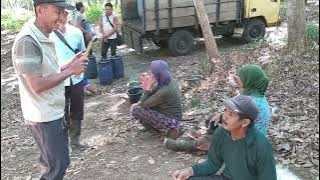 Perbandingan 3 cara sadap karet