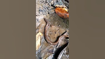 The eel is above the water#short #viral short 👈😍😍🚀🚀🚀