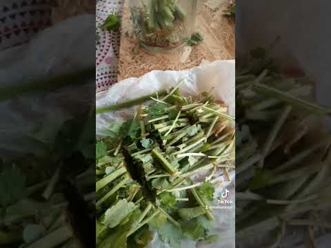 #крапива#чистотел спиртовые настойки🌱