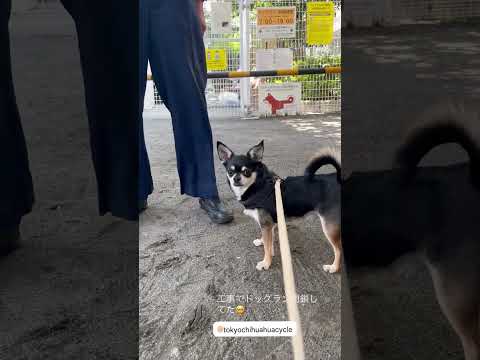 Tokyo Chihuahua Cycle - YouTube