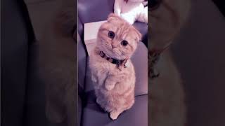 Download Lagu Mimi Mimi,Mimi cucu😁❤️ #cat #imut #kucinganggoralucudanimut #cute #nizamkucinglucu #cutecat MP3 Download Lagu Mimi Mimi,Mimi cucu😁❤️ #cat #imut #kucinganggoralucudanimut #cute #nizamkucinglucu #cutecat MP3