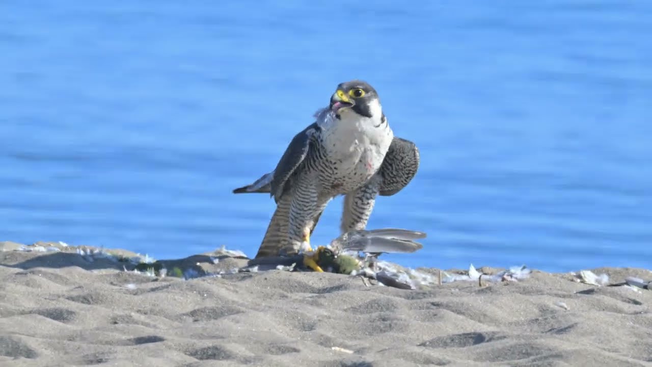 Peregrine Falcon Preying on a Japnese Green Pigeon   アオバトを捕食するハヤブサ