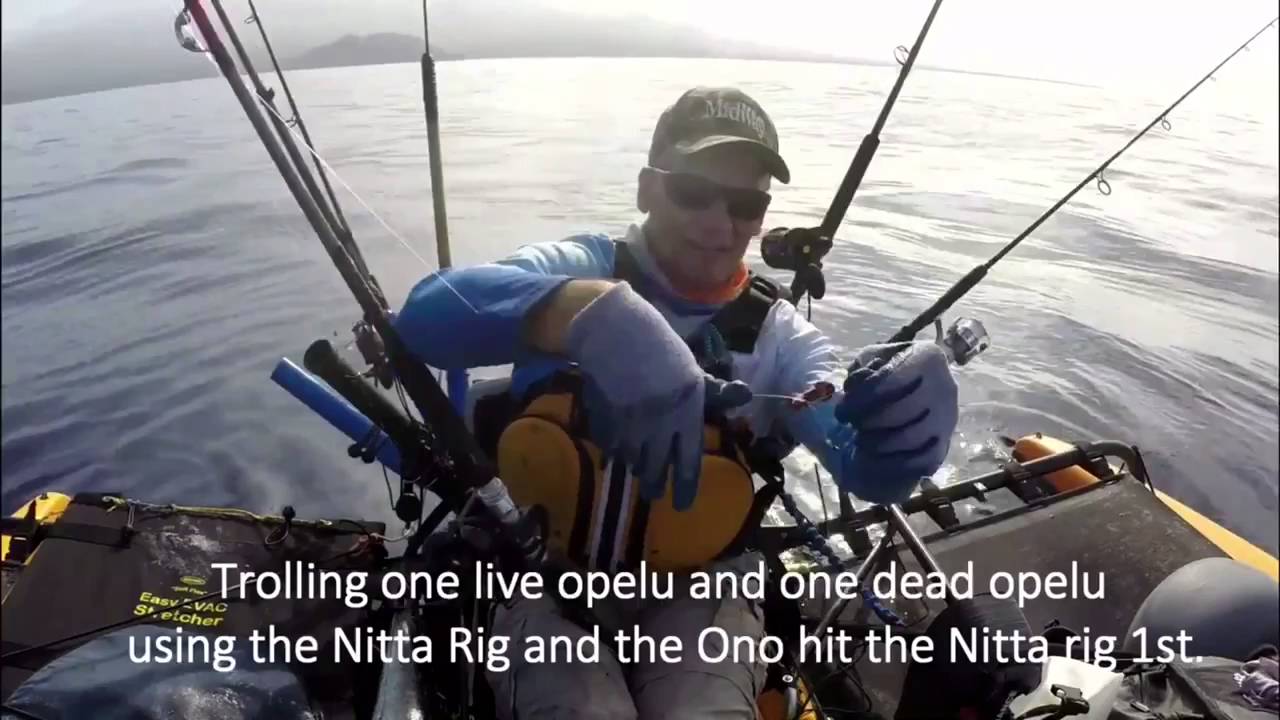 Kayak fishing using the Nitta Dead Bait Rigs YouTube
