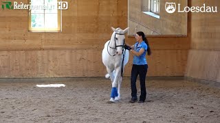 Anja Beran: Seitengänge an der Hand / Lateral work inhand 'Richtig Reiten Teil 2' von LOESDAU