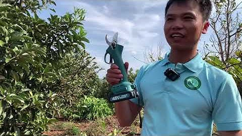 Đốn hạ cây táo xanh bằng kéo cắt cành chạy pin tại || 81farm