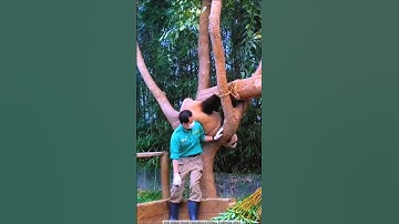 Taught panda to come down from tree #shortsvideo