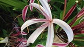 Lirio de río: Crinum asiaticum var. pedunculatum - YouTube