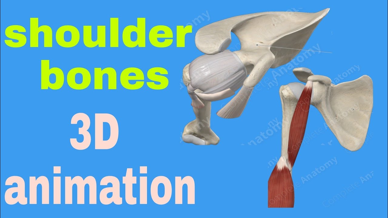 Shoulder Bones shoulder Anatomy human Skeleton shoulder Bones Types how Shoulder Bones shoulder Anatomy human Skeleton shoulder Bones Types how