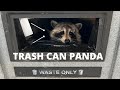 The perfect home for a trash panda