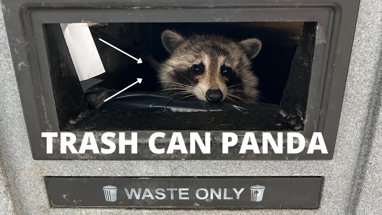 The Perfect Home For A Trash Panda - YouTube