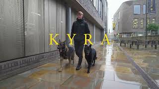 Kyra the German Shepherd  Family protection Dog