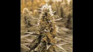 Download lagu Legalize it- Peter Tosh (Lyrics)