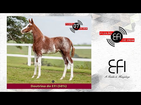 Lote 07 -  Doutrina do EFI