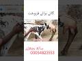چولستانی روئی فریزین کراس گائے 🐄 برائے فروخت رابط نمبر (03054823553) shorts#