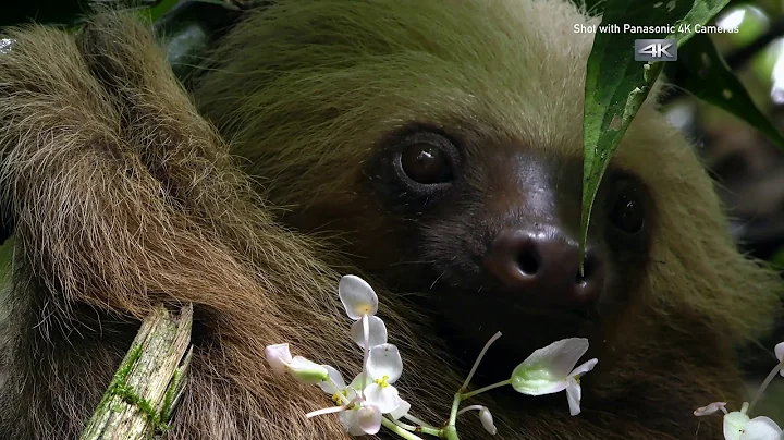 4K video test 1440p ,1080p,720p,480p