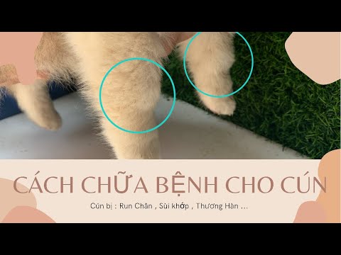 Video: Giảm đau khớp cho chó: Giảm đau một cách an toàn
