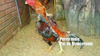 Melhores Galos Do Brasil