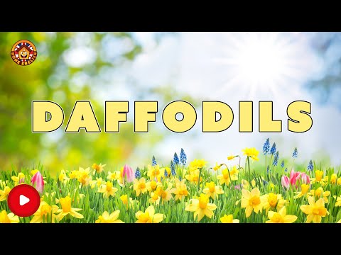 Opakovanie: Daffodils