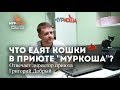 Чем кормят кошек в приюте "Муркоша".