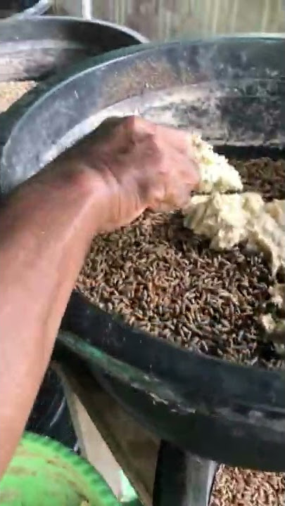 BUDIDAYA ULAT MAGGOT SUPER SEBAGAI PAKAN TERNAK