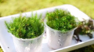 Pyrrhobryum dozyanum turns brown in moss terrariums if the light is too bright [moss and brightness]