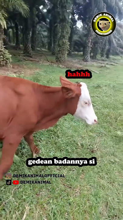 PHYSICAL PLAY #shorts