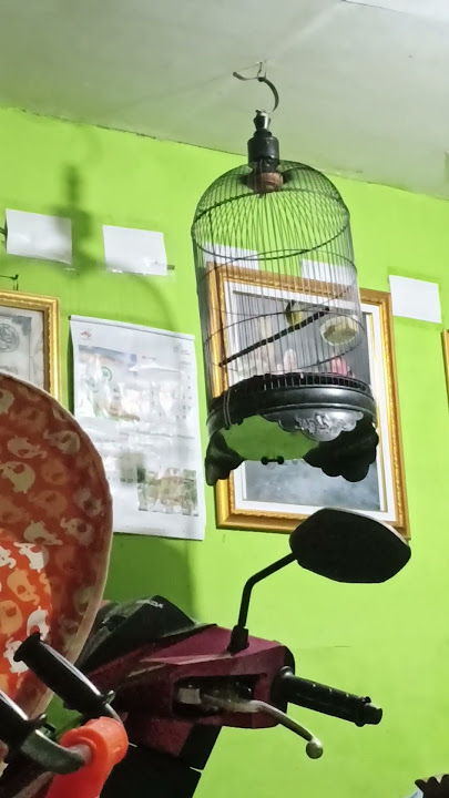 Burung Sikatan Kepala Abu Abu #burungmasteran #sikatankepalaabuabu #kicauanburungsikatan