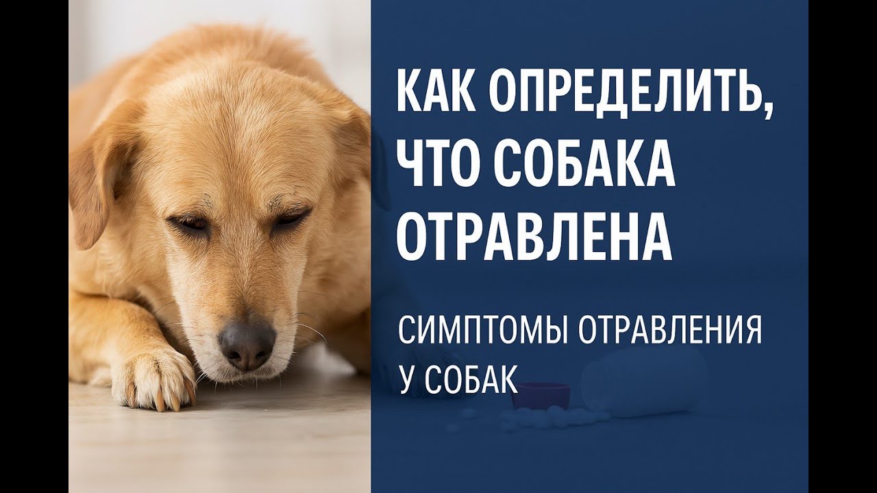 может ли собака съесть собаку