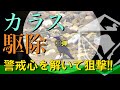 【有害鳥獣駆除】カラスの警戒心を解くには!?エアライフル空気銃猟