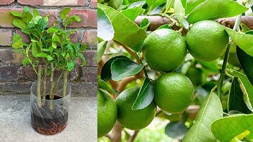 Lemon tree from cutting in Coca Cola -with 100% Success