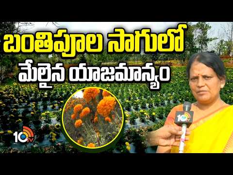 బంతిపూల సాగులో మేలైన యాజమాన్యం | Management In Marigold Flower Cultivation | Matti Manishi | 10TV - 10TVNEWSTELUGU