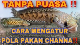 MENGATUR POLA PAKAN TANPA PUASA‼️