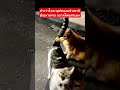 เดะๆ #มันนี่แมวป่วนเมือง #ทาสแมว #funny #pet #cute #animals #ร่มโพธิ์ #cutecat #pets #petlover