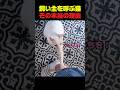 何度も飼い主を呼ぶ猫の本当の理由ｗ #猫 #猫動画 #猫のいる暮らし #甘えん坊猫 #可愛い猫
