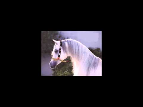 فرس ذياب بن غانم الشهباء اداء جابر ابو حسين 