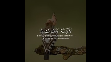 ﴿وَتَفَقَّدَ ٱلطَّيْرَ فَقَالَ مَا لِىَ لَآ أَرَى ٱلْهُدْهُدَ.﴾ تلاوة خاشعة للقارئ الشيخ فارس عباد🥀