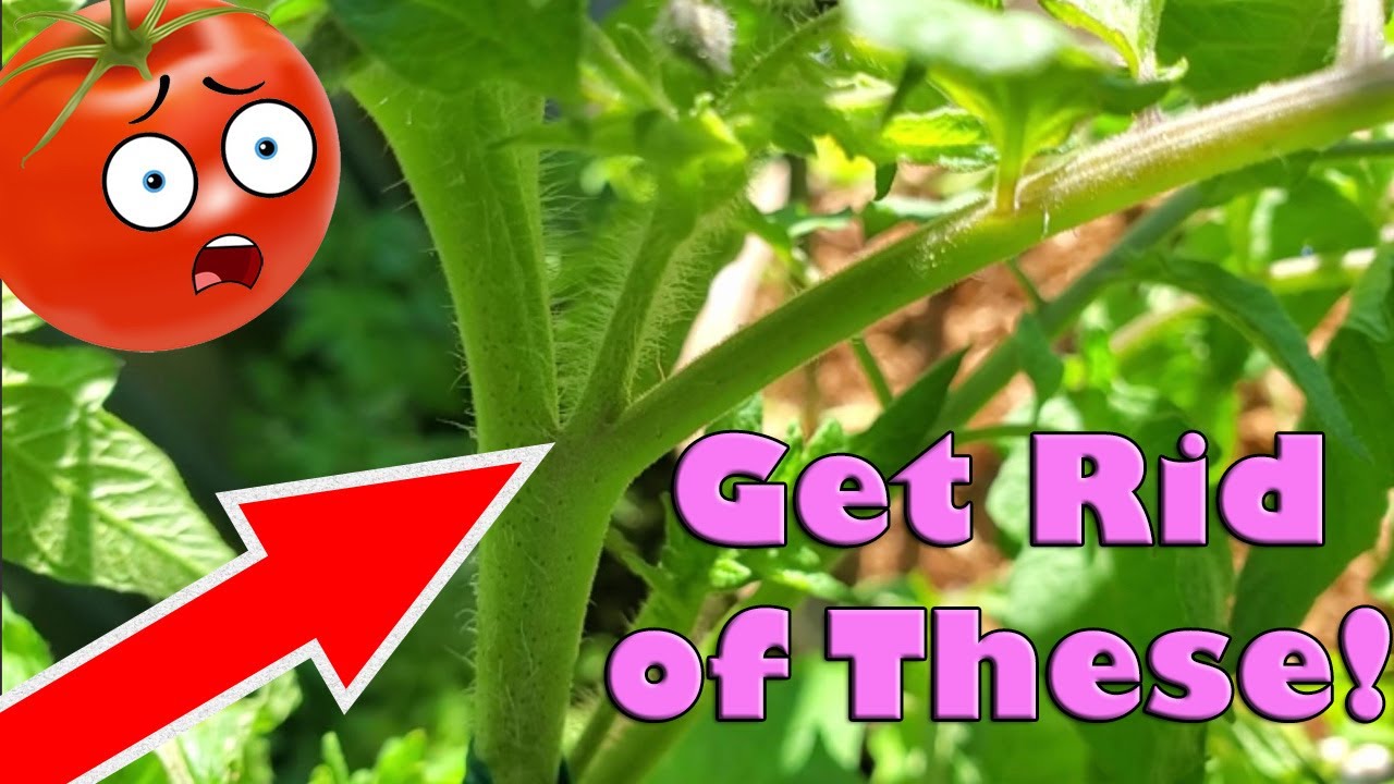 Tomato Plant Pruning (with minor screaming)