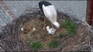 Chynov, CZ 2023_05_23 Two female adult storks lay 8 eggs - 2 chicks hatched today