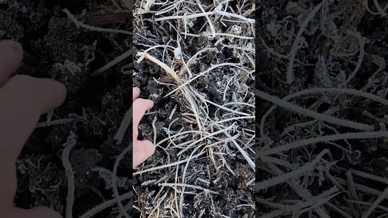 Can I frost seed oats? 