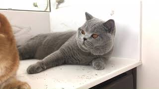 British shorthair cute cat Willy likes catnip!