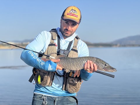 თბილისის ზღვის ქარიყლაპია. favorite creed