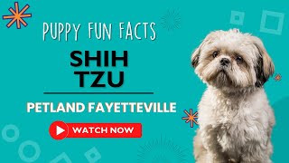 Everything you need to know about Shih Tzu puppies! by Petland Fayetteville 18 views 4 months ago 1 minute, 1 second