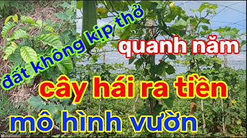 mô hình trồng cây xen canh hiệu quả nhất 2024 toàn cây hái ra tiền nhà nông nên biết