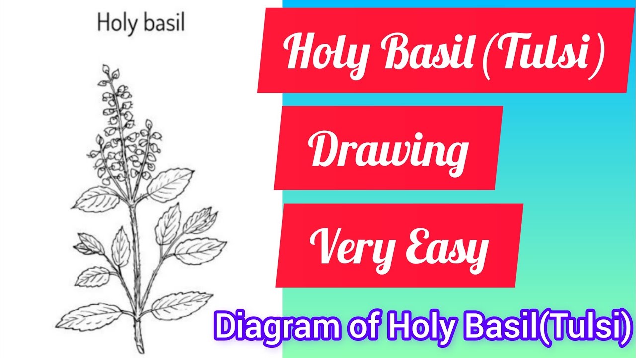 Basil tulsi tree leaves Royalty Free Vector Image