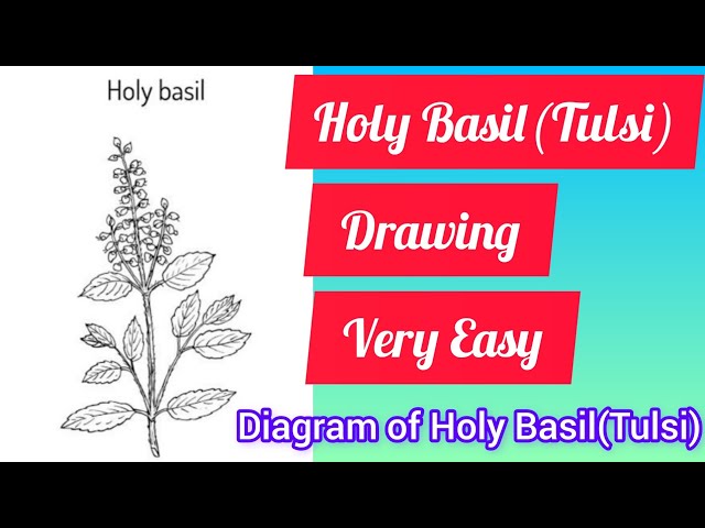 Holy Basil Essential Oil Profile | Miracle Botanicals Blog