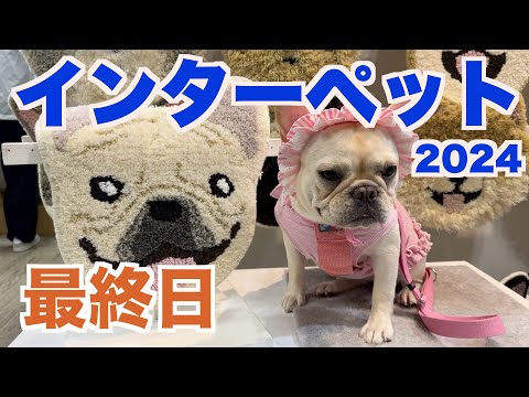 インターペット2024 最終日 【 フレンチブルドッグ french_bulldog 】 ５ブヒ号忘れてピンチ！