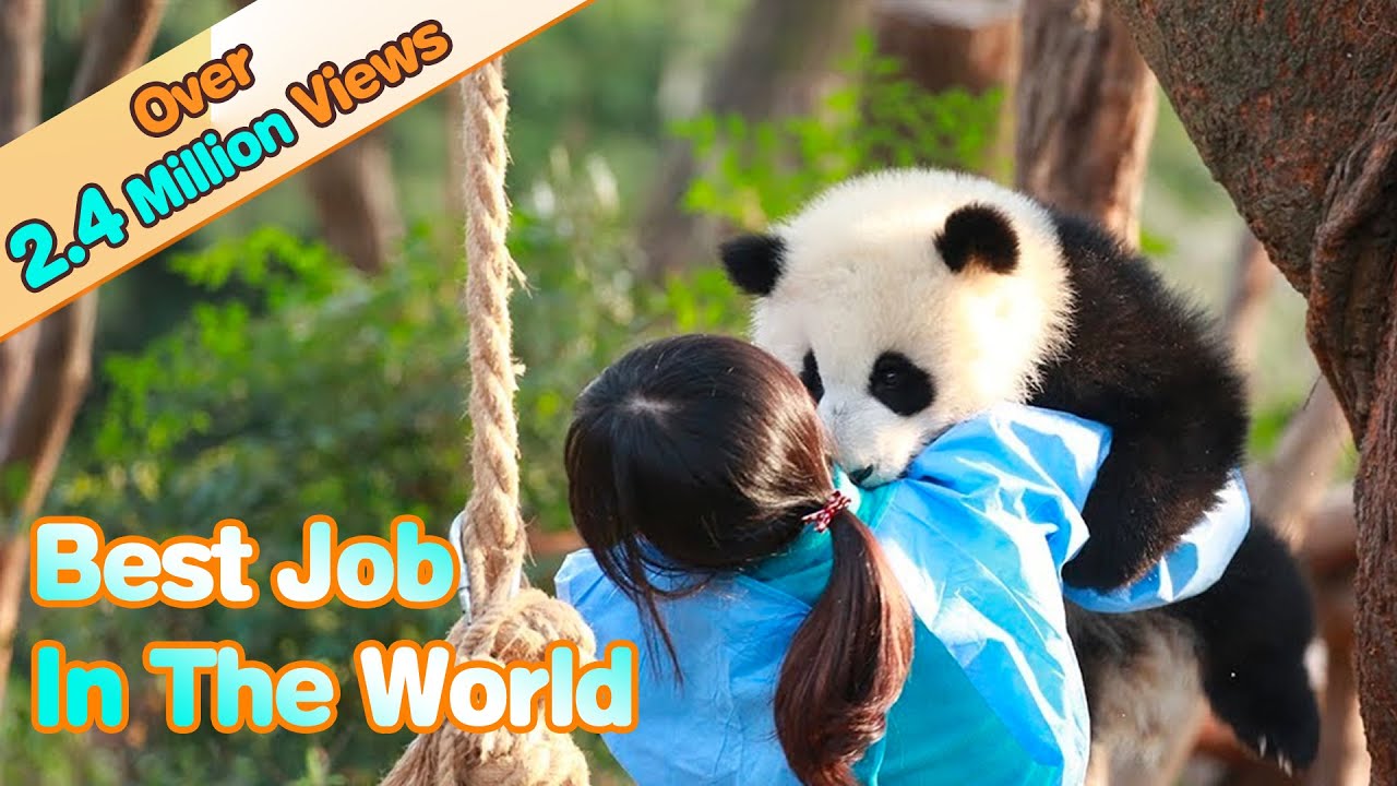 I’m So Jealous Of Panda Nannies | iPanda