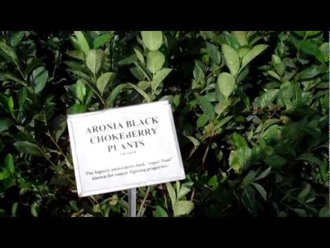 Aronia berry plants